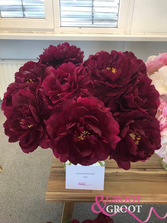 22. Hibrīdās peonijas 'Old Faithful' 3/5 pumpuru sakne